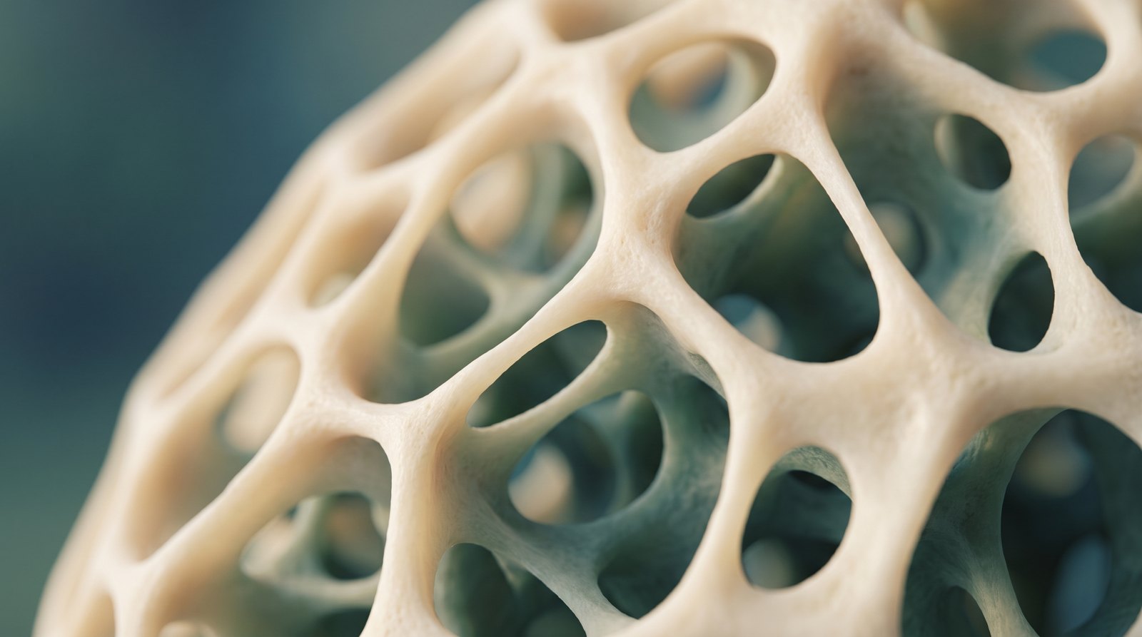 Close-up of the inner structure of bone
